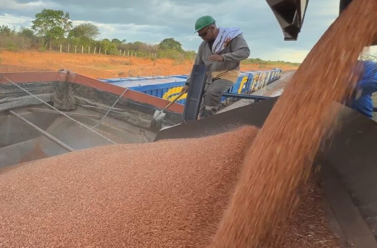 Transnordestina transporta 946 toneladas de sorgo em segundo teste operacional